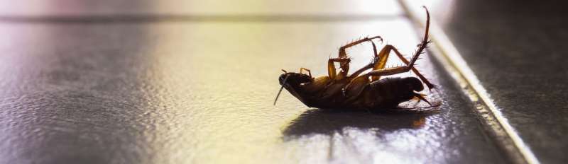 Thermal Imaging Pest Detection